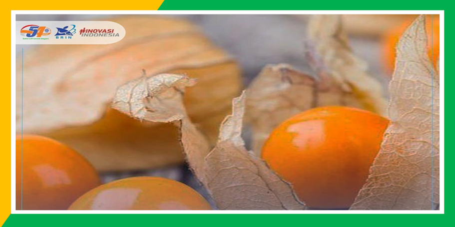 Inovasi Produk Pangan Fungsional Berbasis Ciplukan